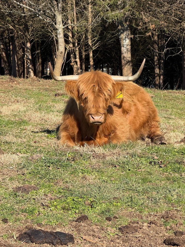 A reddish-brown Highland cow with long horns rests on grass with bare trees in the background.