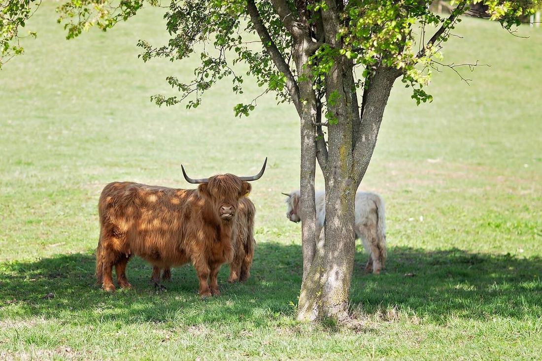Two of our Scottish Highland fluffy cows graze in the shade of the farmyard around the FishHouse tiny home at Cedar Pond Farms.